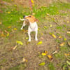 Jacko ein lieber Jack Russel