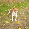 Jacko ein lieber Jack Russel