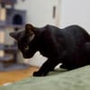 Katzenkind SALEM sucht sein Zuhause!