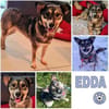 EDDA -Liebevoll, verschmust & ruhig-
