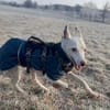 Petrus - sanfter Podenco Mix sucht
