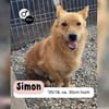 Kleiner SIMON sucht großes Herz