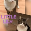 LITTLE LILY