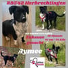 Die liebe❤Aymee❤sucht ihre Menschen