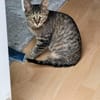 Kater Akari sucht sein Zuhause
