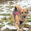 Stitch Familienhund, in DE 25746, Heide