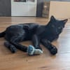 Kater Jack sucht sein neues Zuhause