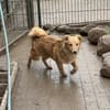 Simba - charmanter Bube sucht Zuhause