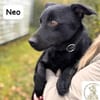 Neo  kleines Herz sucht Geborgenheit!