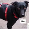Neo  kleines Herz sucht Geborgenheit!