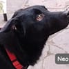 Neo  kleines Herz sucht Geborgenheit!