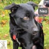 Neo  kleines Herz sucht Geborgenheit!