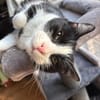Lieber Kater Monty sucht Zuhause