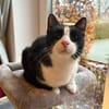 Lieber Kater Monty sucht Zuhause