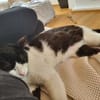Oreo  Der verschmuste Kater
