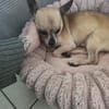 🐶 Murphy  kleiner Chihuahua