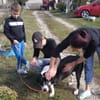 Ozzy, sanfter Riese sucht neues Zuhause
