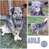ADILE -freundlich & aufgeweckt-