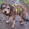 NICKY -Rundum tolles Hundekind-