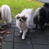 Coco in 59329 Wadersloh