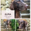 Elma - Goldstück sucht ihre Menschen