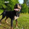 Kolt - Jagdterrier Mix
