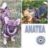 ANATEA -Rundum tolle Junghündin-