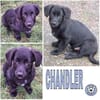 CHANDLER -Rundum toller Junghund-