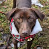 PHOEBE - geb. ca. 01/2025 - Labrador Mix