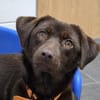 PHOEBE - geb. ca. 01/2025 - Labrador Mix