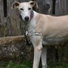 PALOMA