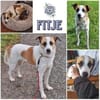 Fitje *  ein Herz auf vier Pfoten 🐾