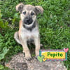PEPITO