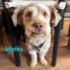 Mathis charakterstarker kl. Terrier-Mix