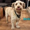 Mathis charakterstarker kl. Terrier-Mix