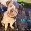 Mathis charakterstarker kl. Terrier-Mix