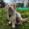 Mathis charakterstarker kl. Terrier-Mix