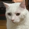 Gusti  Weißer Traumkater mit großem 💚