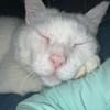 Gusti  Weißer Traumkater mit großem 💚