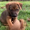 MAUI, chiot Berger Créole femelle