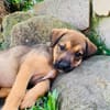 MOANA, chiot Berger Créole femelle