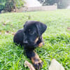 NEVIS, chiot Berger Créole mâle