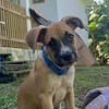 ARLEY, chiot femelle croisé Boxer