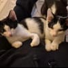 Binx & Zeus Verspieltes Kittenpärchen