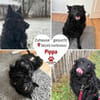 Pippa kroatischer Schäferhund Hündin Mix