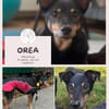 Orea: Liebevolle Hundedame