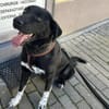 Dante sucht Hundeversteher