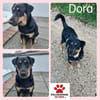 Dora Hündin Mischling sucht Zuhause