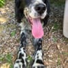 English-Setter-Bub GORDY