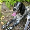 English-Setter-Bub GORDY